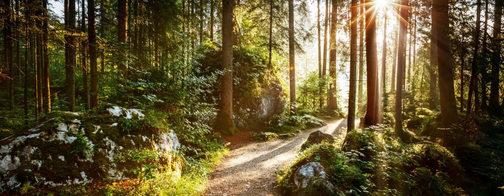 Magical scenic and pathway through woods in the morning sun. Dramatic scene and picturesque picture. Wonderful natural background. Location place Germany Alps, Europe. Explore the world's beauty.